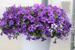 Growing Tips On Petunia ‘Night Sky’