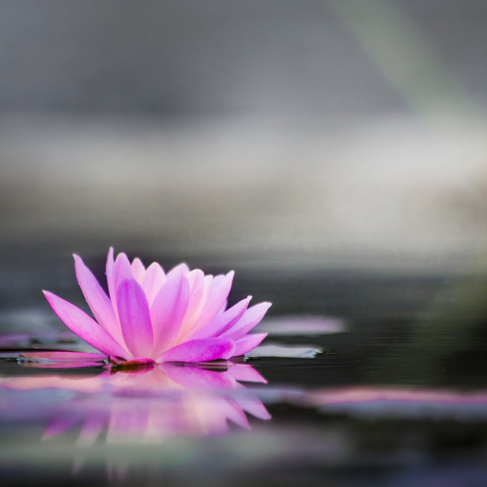 Water Lily Garden: Weather Considerations and Alternative Care Methods