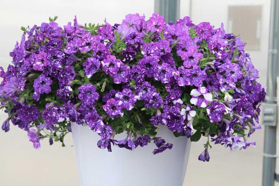 Growing Tips On Petunia ‘Night Sky’ - Très Elite