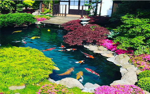 Integrating Fishes into Your Water Lily Garden: Enhancing Biodiversity and Ecosystem Balance