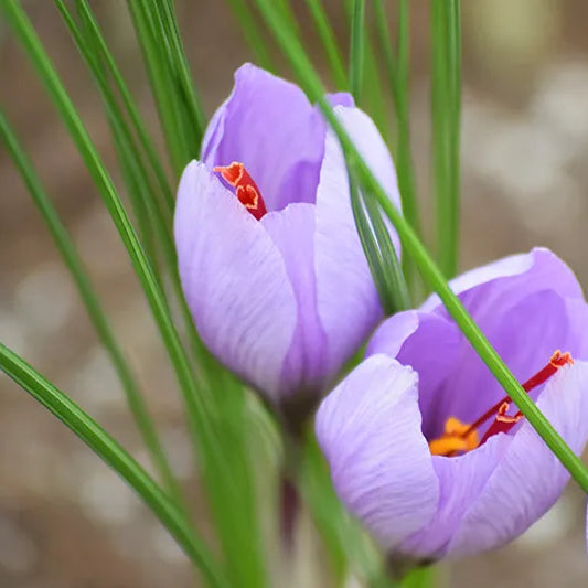 The Marvelous Benefits of Saffron and Important Usage Guidelines