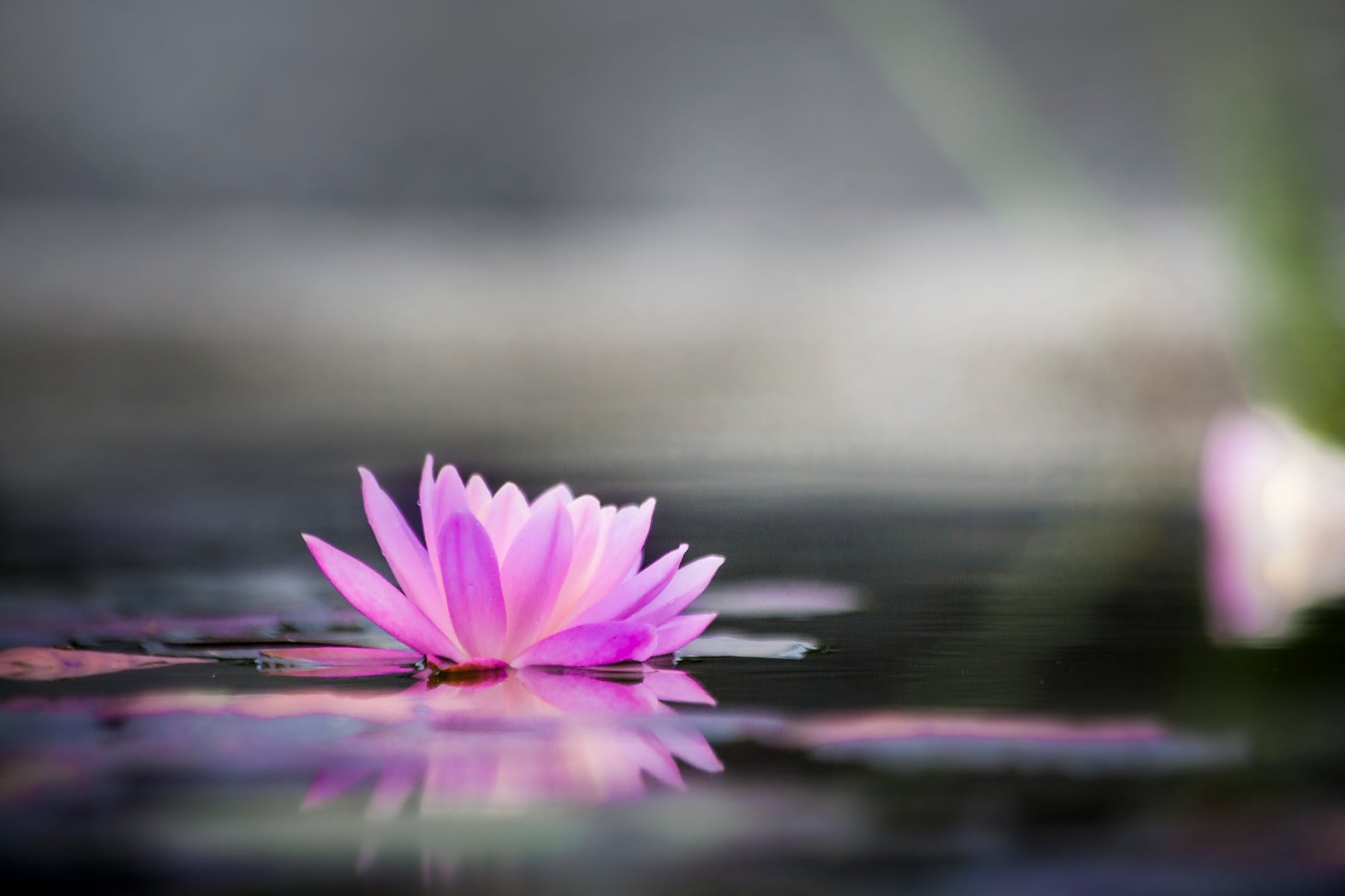 Water Lily Garden: Weather Considerations and Alternative Care Methods