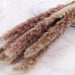 Natural Dried Flowers Reed Grass Bundle - Set of 15 Stems, 50cm Length