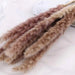 Charming White and Blush Dried Floral Reed Grass Arrangement - 15 Stems, 50-60cm for Home and Event Styling