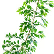 Green / E
