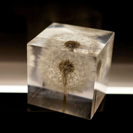 Dandelion Resin Cube with Wooden Base & USB Charger