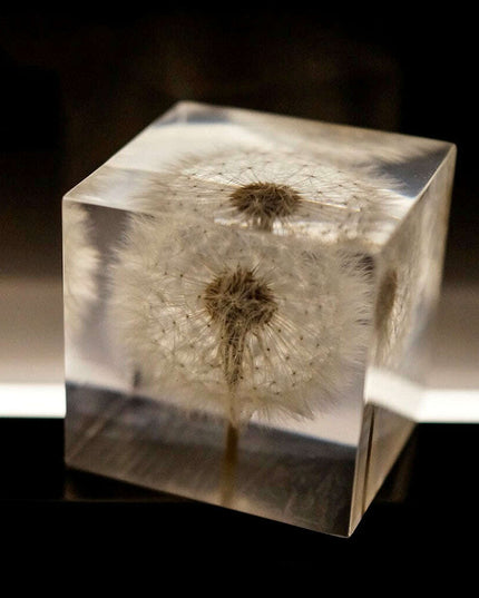 Dandelion Resin Cube with Wooden Base & USB Charger