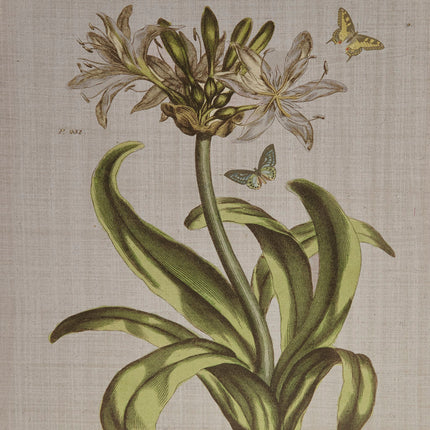 Room and Decor 4 Piece Framed Botanical Canvas Art Set - Green MDF, Re