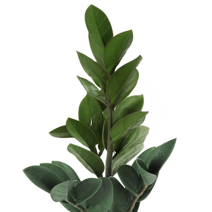 Room & Decor 20" Real Touch Zz Plant in Grey Cement Pot - Indoor Decor