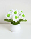 Little Daisy White Flower Gree