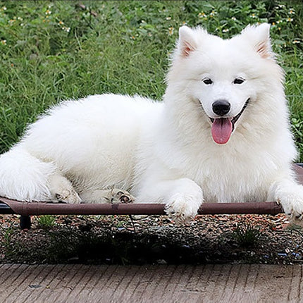 Peekaboo Studio Moisture-Proof Washable Dog Bed - Removable Oxford Clo