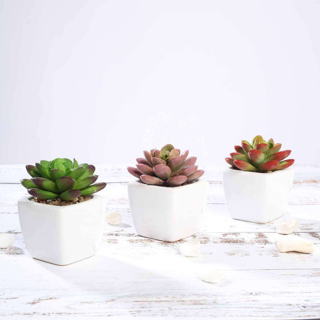 AliKopy 3-Pack Echeveria Elegans Faux Succulents in Ceramic Pots - Lif