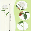 White / 1PCS