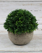 Chinese Herb (Green)