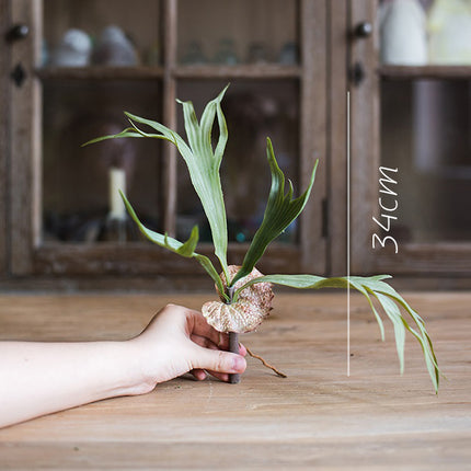 Peekaboo Studio Large Artificial Staghorn Fern - Lifelike & Durable