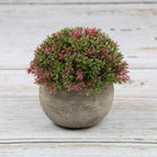 Milanese Grass (Fruit Red)