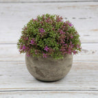 Milan Grass (Red Lotus)