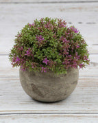 Milan Grass (Red Lotus)