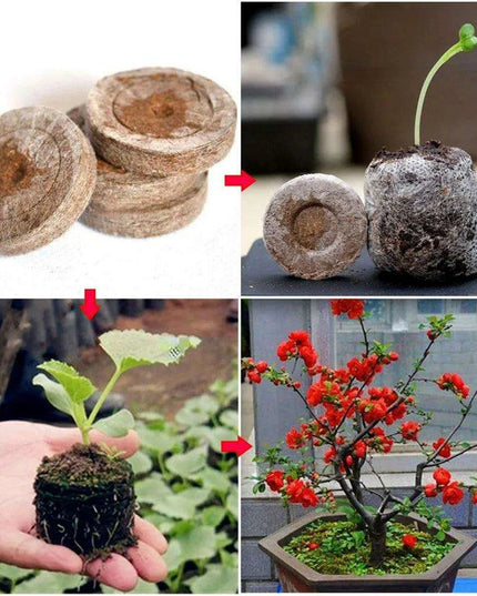 Hydroponic Seedling Growth Pods - Advanced Mineral Wool for Optimal Yield and Pest Control