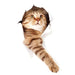 3D Cats Vinyl Decals - Elegant Feline Art Sticker for Home Decoration