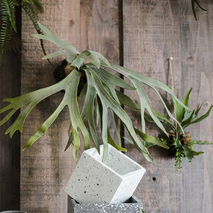 Peekaboo Studio Large Artificial Staghorn Fern - Lifelike & Durable