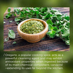 Oregano