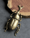 Unicorn beetle