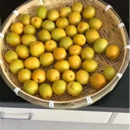 Artisan Bamboo Perforated Screen Collection - Fast Delivery..