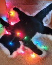 Cat carpet - colorful light / 58*48