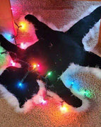 Cat carpet - colorful light