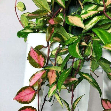 Charming Medium-Sized Variegated Hoya Krimson Queen Succulent - Ideal for Indoor Decor - USA