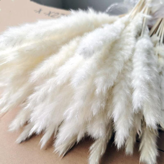 Charming White and Blush Dried Floral Reed Grass Arrangement - 15 Stems, 50-60cm for Home and Event Styling