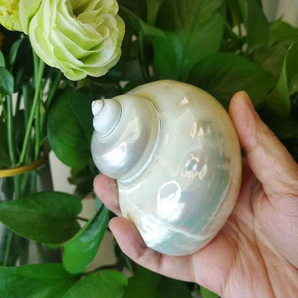 Coastal Charms: Authentic Green Turbo Imperialis Seashells for Elegant Home Decor and Creative Crafts - Très Elite