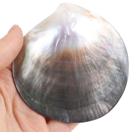 Elegant Black Butterfly Seashell - Stunning Coastal Decor Accent - Très Elite