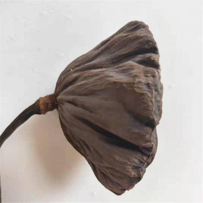 Elegant Dried Lotus Pod Set - 5 Unique Floral Ornaments