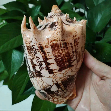 Elegant Imperial Volute Seashell Cymbiola Imperialis - Perfect for Coastal Decor, Weddings, and Oceanic Displays - Très Elite