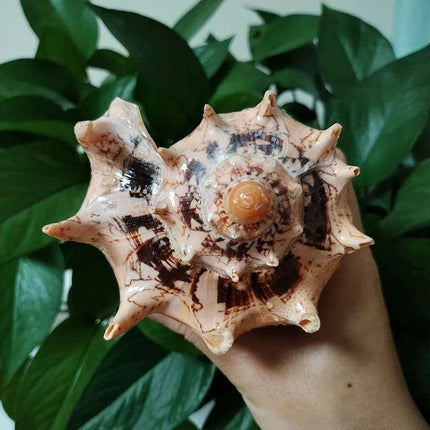 Elegant Imperial Volute Seashell Cymbiola Imperialis - Perfect for Coastal Decor, Weddings, and Oceanic Displays - Très Elite