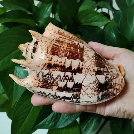 Elegant Imperial Volute Seashell Cymbiola Imperialis - Perfect for Coastal Decor, Weddings, and Oceanic Displays - Très Elite