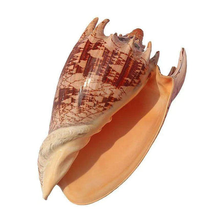 Elegant Imperial Volute Seashell Cymbiola Imperialis - Perfect for Coastal Decor, Weddings, and Oceanic Displays - Très Elite