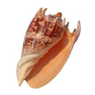 11-13CM