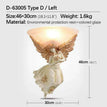 Style B  Left / 110V / Warm White Light