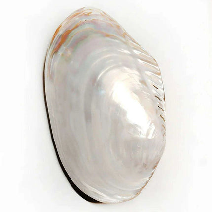 Elegant Polished Giant Oyster Shell - A Coastal Gem for Home Decor and Photography - Très Elite