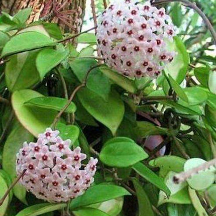 Elegant Variegated Hoya 'Krimson Queen' Succulent - A Living Work of Art