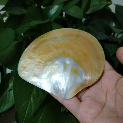 Elegant Yellow Abalone Pearl Smudge Bowl for Spiritual Practices and Crafting - Très Elite