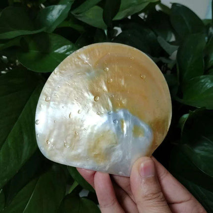 Elegant Yellow Abalone Pearl Smudge Bowl for Spiritual Practices and Crafting - Très Elite