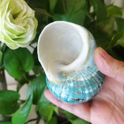 Exquisite Natural Green Turban Seashells - 9-12cm Authentic Turbo Imperialis - Très Elite