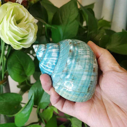 Exquisite Natural Green Turban Seashells - 9-12cm Authentic Turbo Imperialis - Très Elite