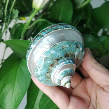 Exquisite Natural Green Turban Seashells - 9-12cm Authentic Turbo Imperialis - Très Elite