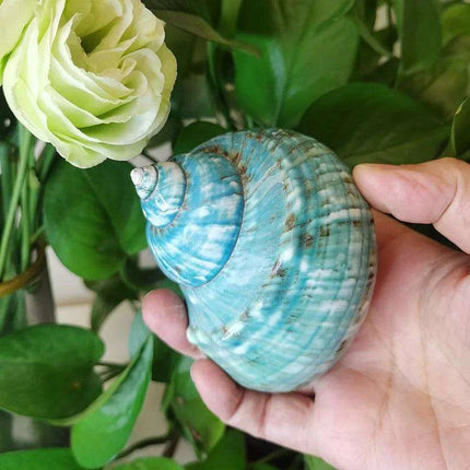 Exquisite Natural Green Turban Seashells - 9-12cm Authentic Turbo Imperialis - Très Elite