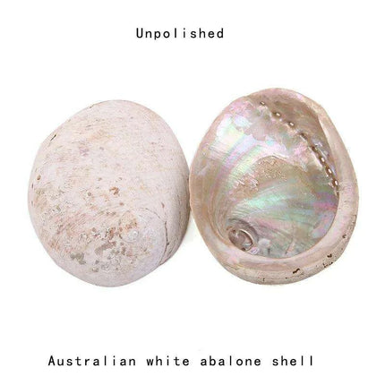Exquisite Natural New Zealand Abalone Shells for Elegant Decor and Creative Crafts (12-16CM) - Très Elite